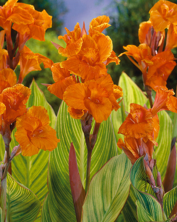 Canna 'Mandela'