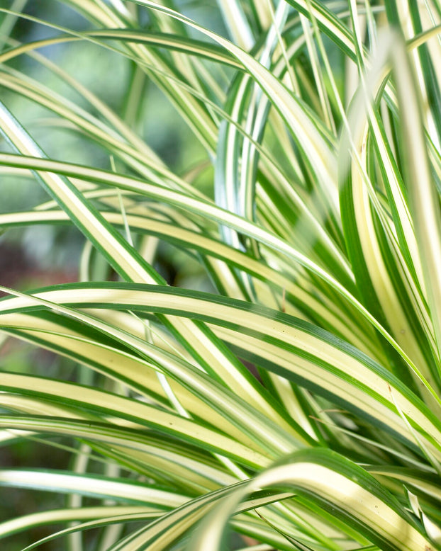 Carex 'Evergold'