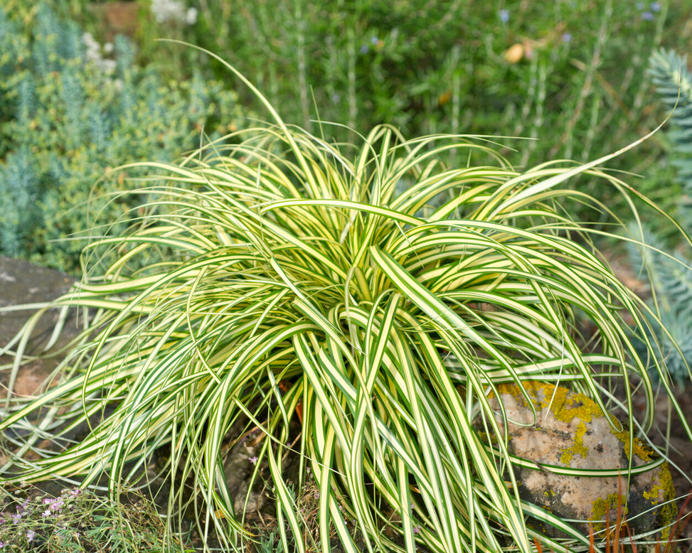 Carex 'Evergold'