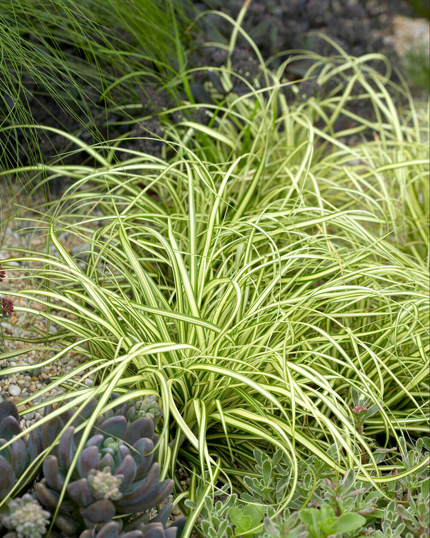 Carex 'Evergold'