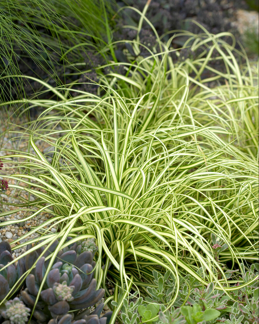 Carex oshimensis 'Evergold' bare roots — Buy striped Japanese sedge