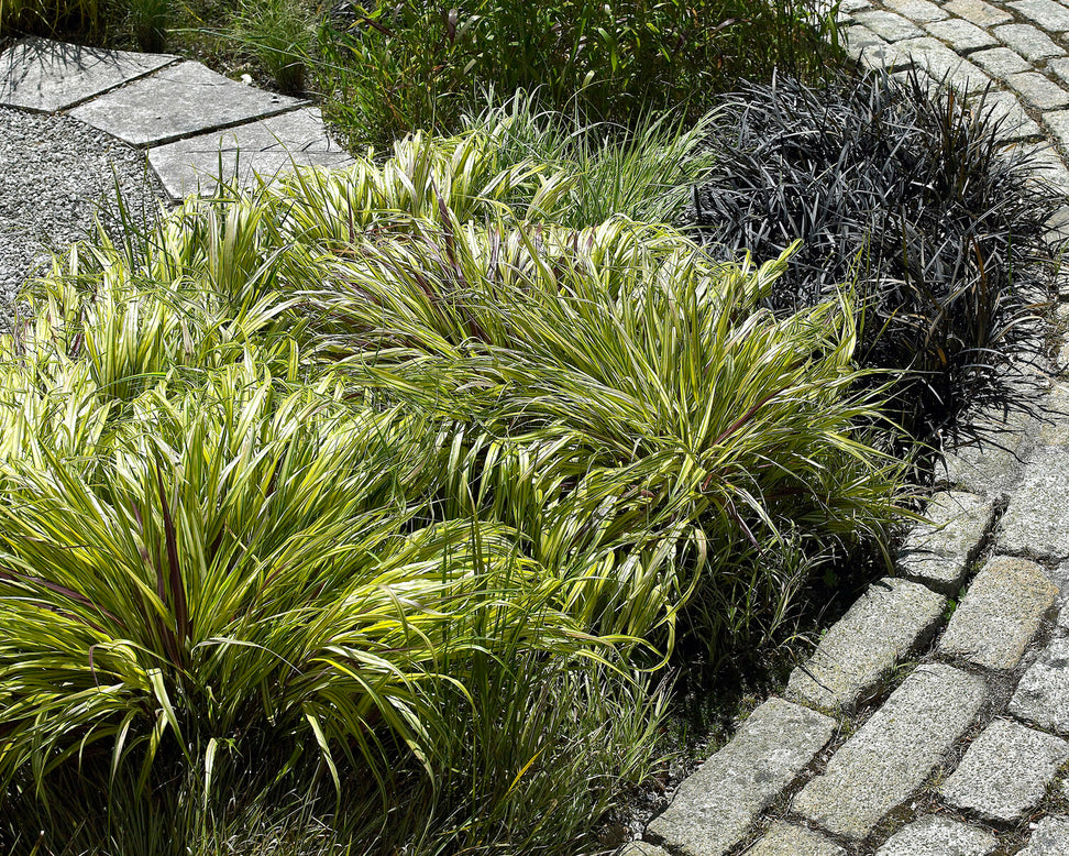 Carex 'Evergold'