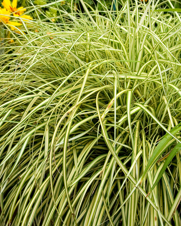 Carex 'Evergold'
