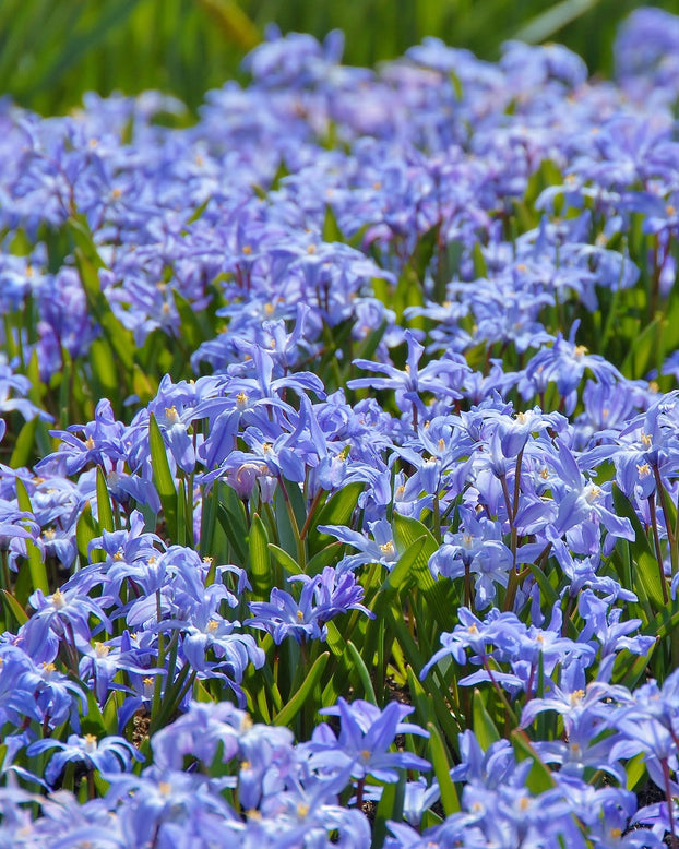 Flower BulbsLuciliae Bulbs UK - 1