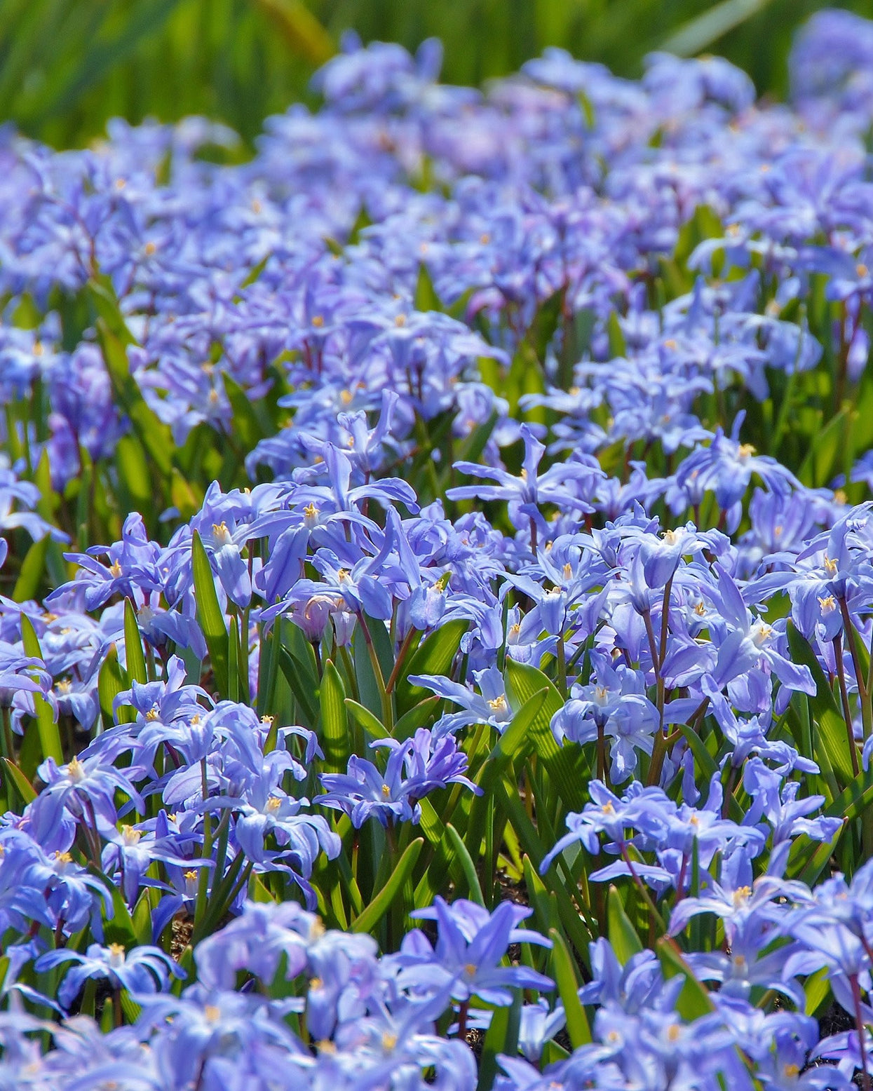 Chionodoxa luciliae bulbs — Buy 'Glory of the Snow' online at Farmer ...