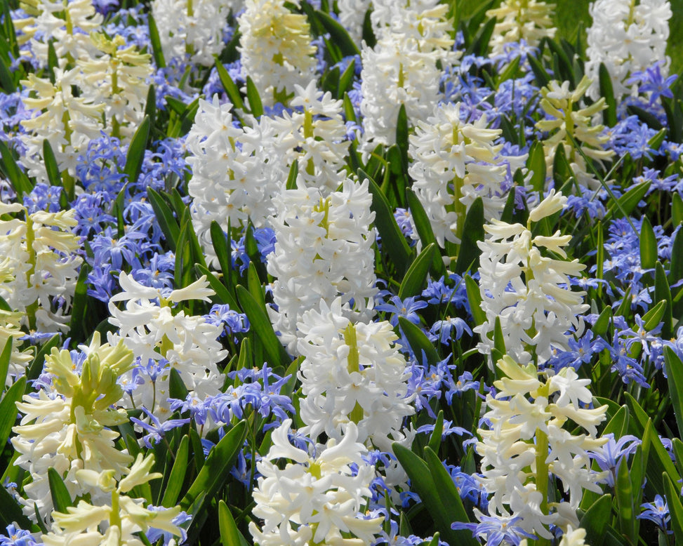 Flower BulbsLuciliae Bulbs UK - 6