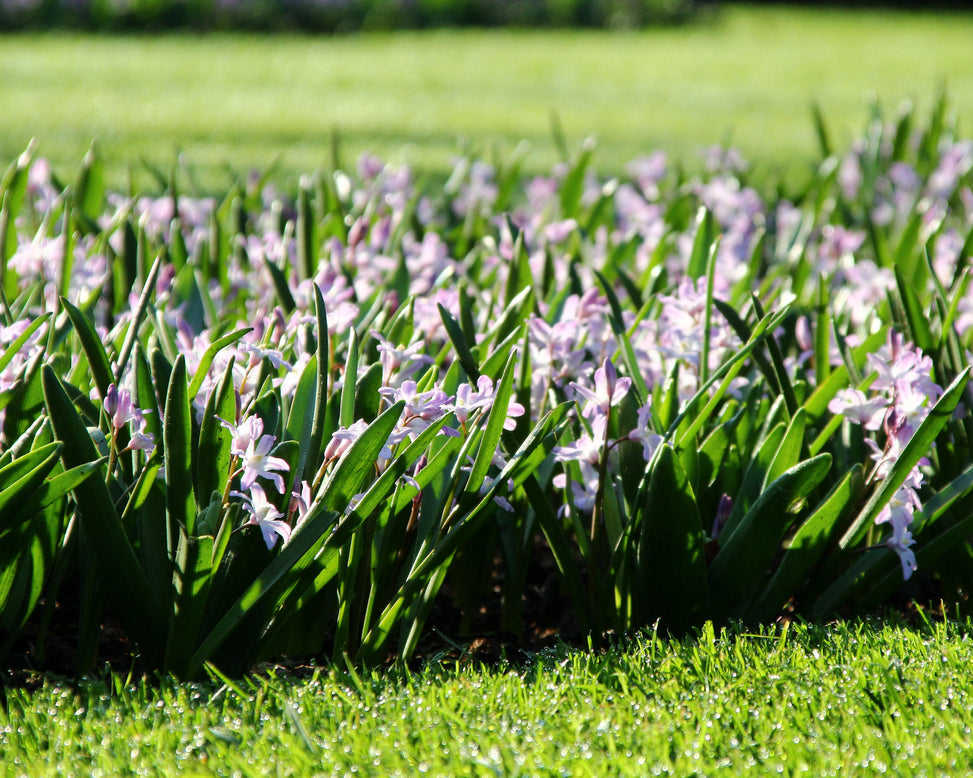 Chionodoxa 'Pink Giant'