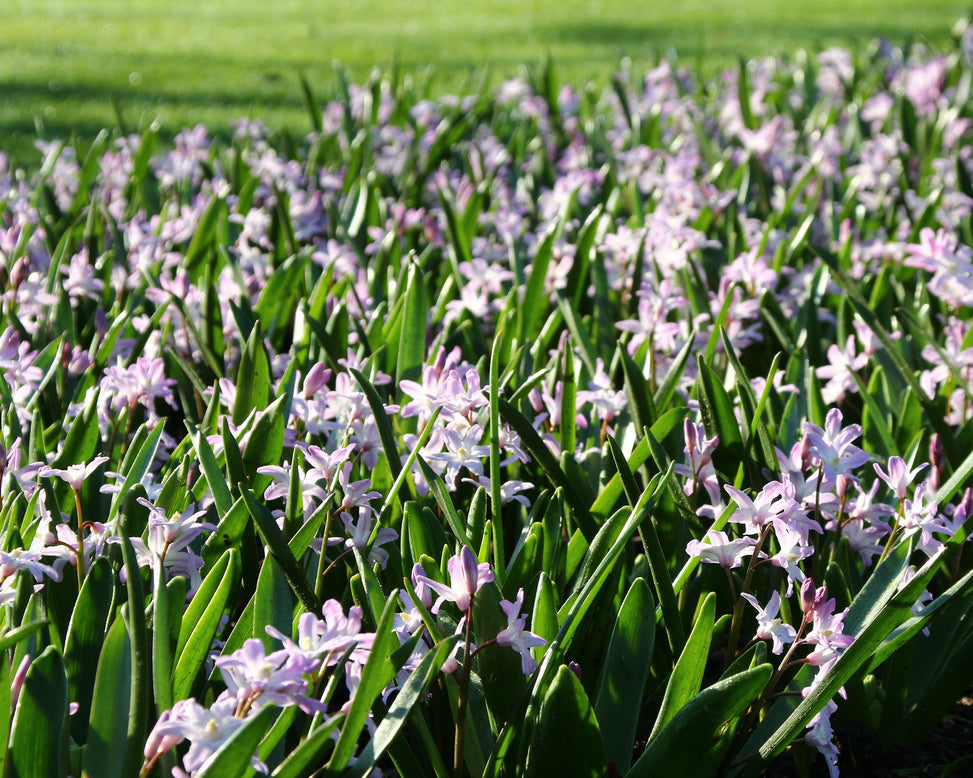 Chionodoxa 'Pink Giant'