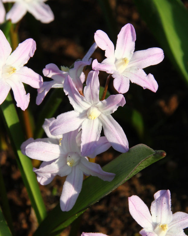 Chionodoxa 'Pink Giant'