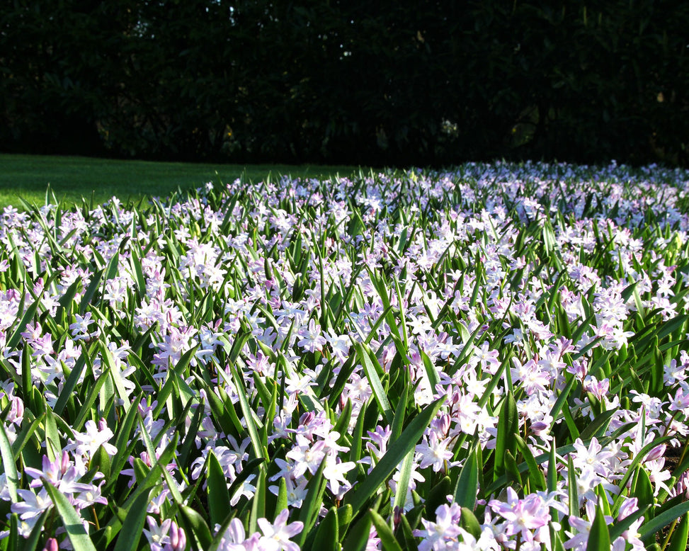 Chionodoxa 'Pink Giant'