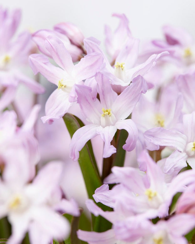 Chionodoxa 'Pink Giant'
