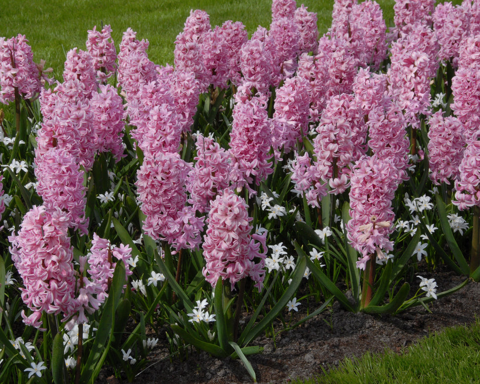 Chionodoxa 'Alba'