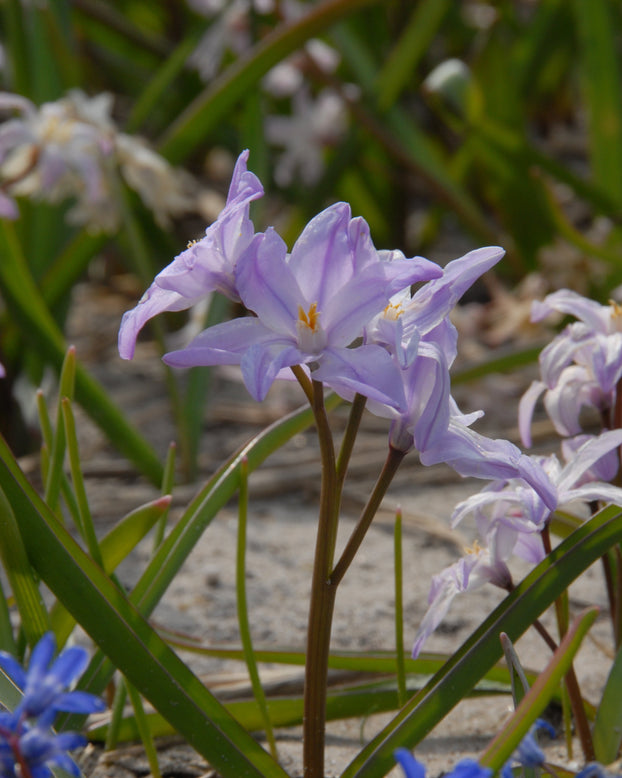 Chionodoxa 'Violet Beauty'