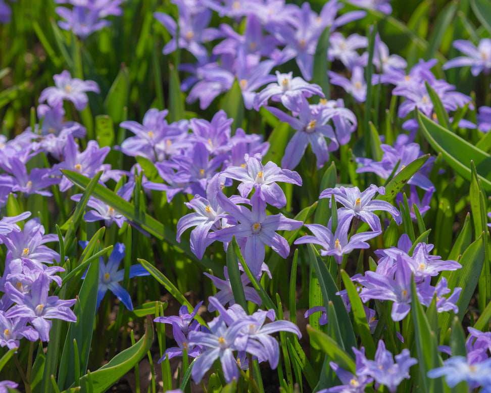 Chionodoxa 'Violet Beauty'