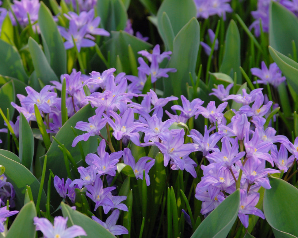 Chionodoxa 'Violet Beauty'