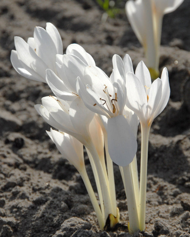 Flower Bulbsautumnale Album Bulbs UK - 1