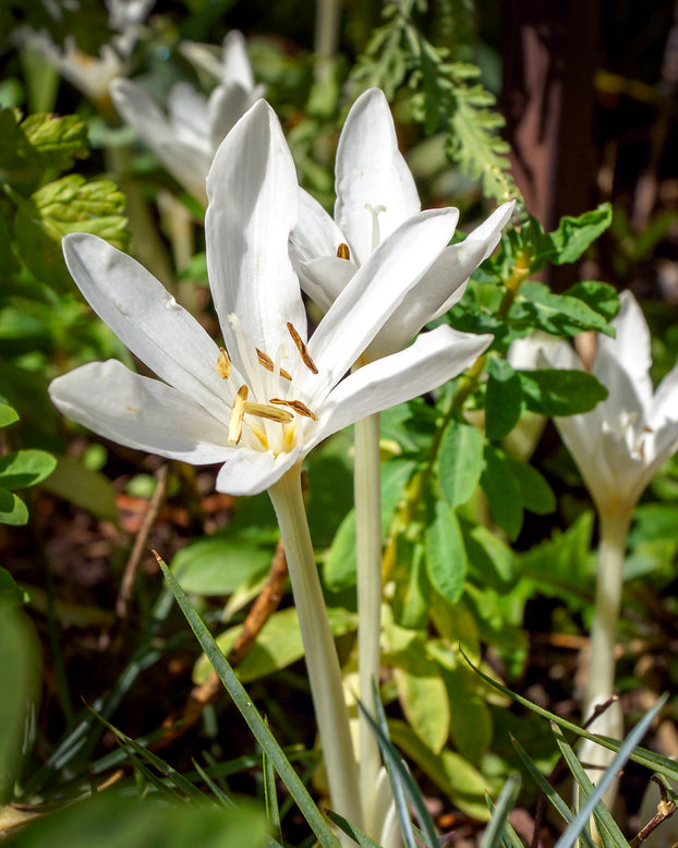 Colchicum 'Album'