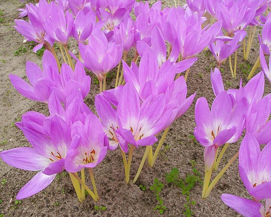Flower BulbsGiant Bulbs UK - 3