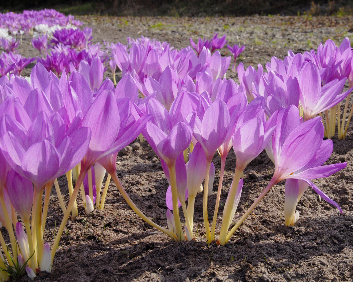 Flower BulbsGiant Bulbs UK - 4