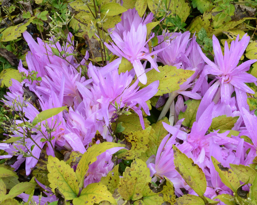 Flower BulbsWater Lily Bulbs UK - 4
