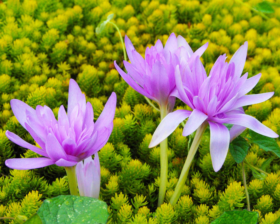 Flower BulbsWater Lily Bulbs UK - 3