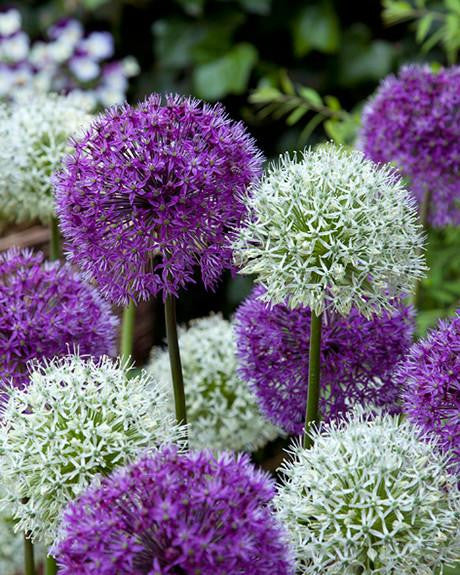 Allium collection 'Perfect Partners'