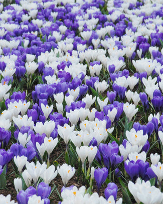 Crocus collection 'Match of the Day'