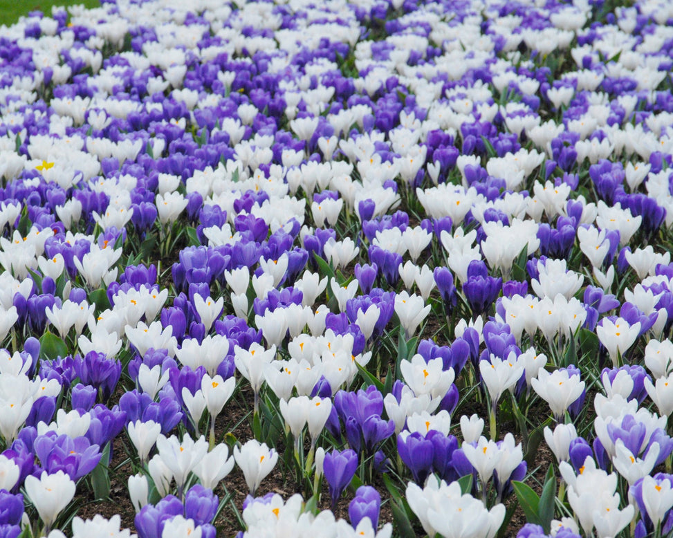 Crocus collection 'Match of the Day'