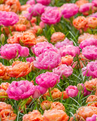 Tulip collection 'Gracy's Pride'