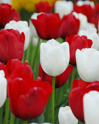 Tulip collection 'Royal Style'