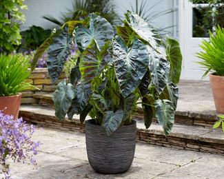 Colocasia 'Aloha'