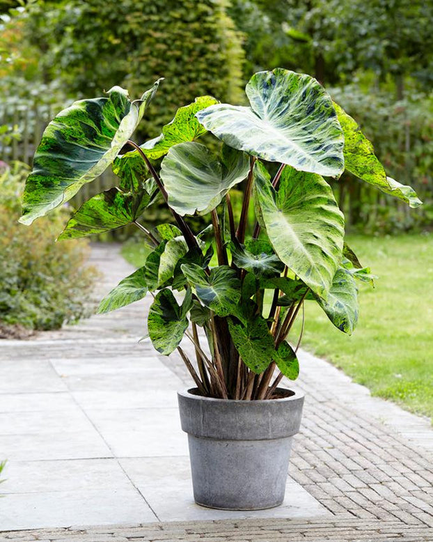 Colocasia 'Mojito'