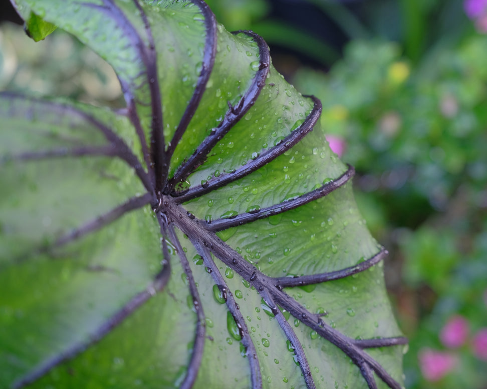 Colocasia 'Pharaoh's Mask'