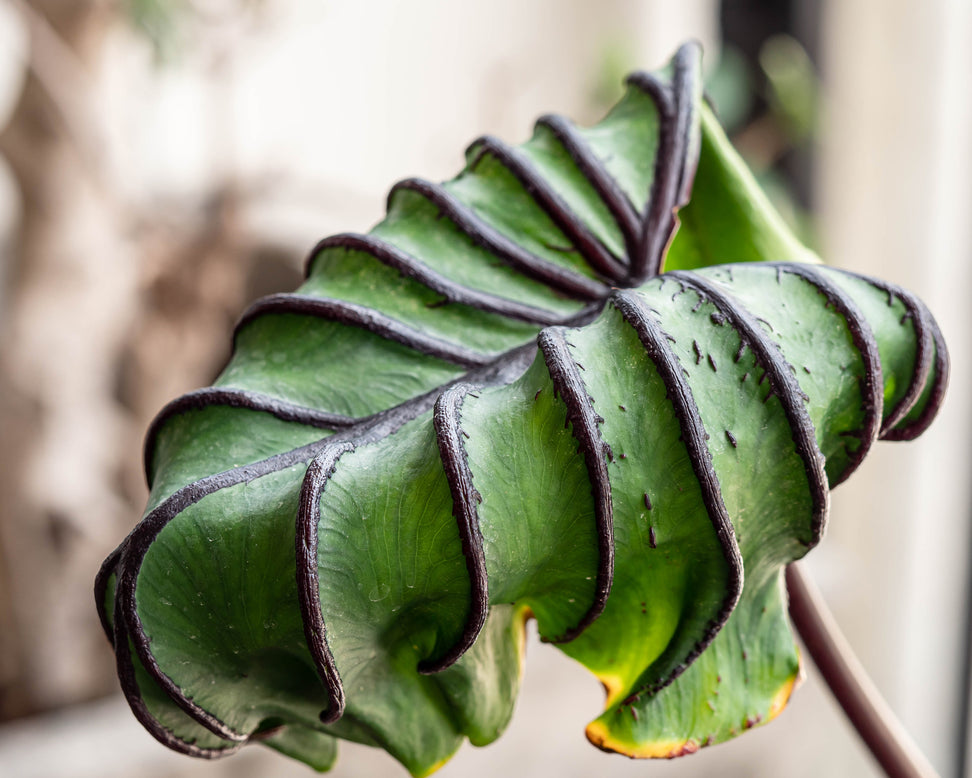 Colocasia 'Pharaoh's Mask'