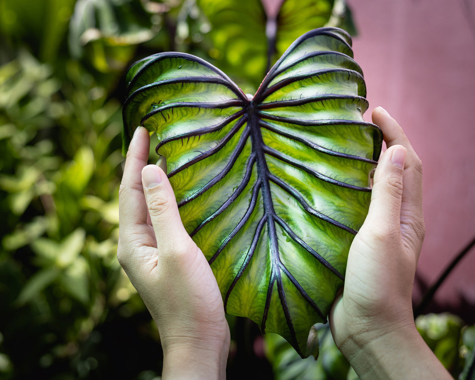 Colocasia 'Pharaoh's Mask'