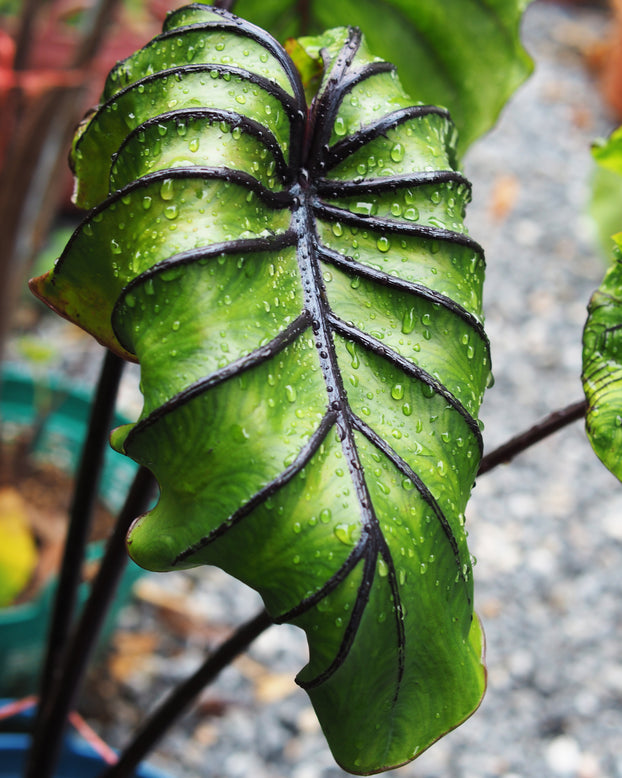 Colocasia 'Pharaoh's Mask'