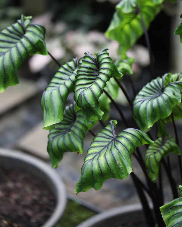 Colocasia 'Pharaoh's Mask'