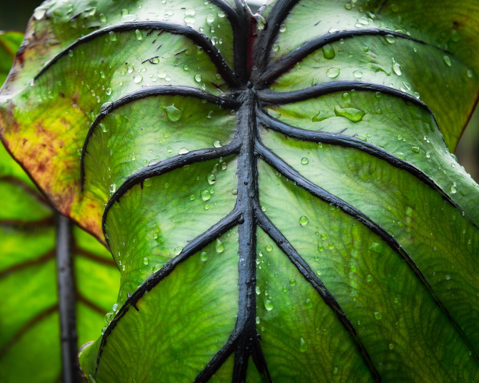 Colocasia 'Pharaoh's Mask'