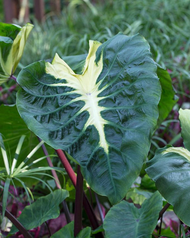 Colocasia 'White Lava'