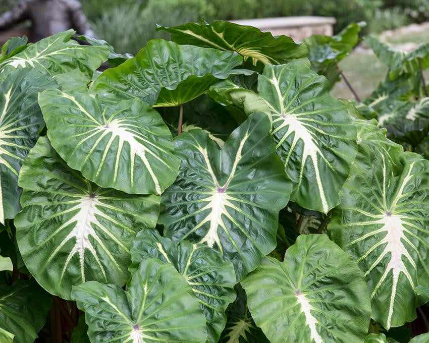 Colocasia 'White Lava'