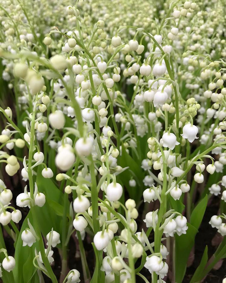 Convallaria majalis (LilyoftheValley) pips — Buy online at Farmer