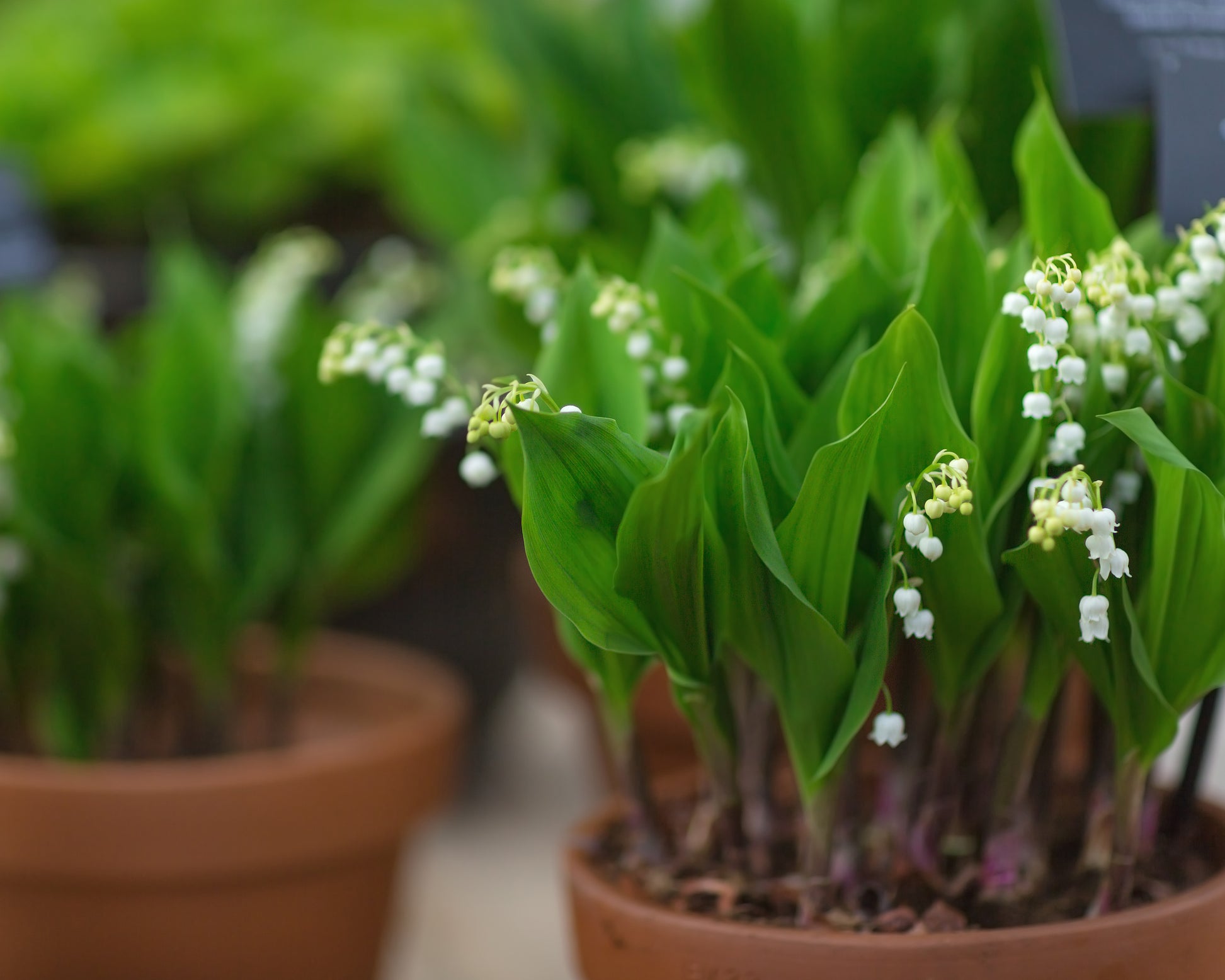 Convallaria forcing pips — Buy lilyofthevalley bulbs for forcing