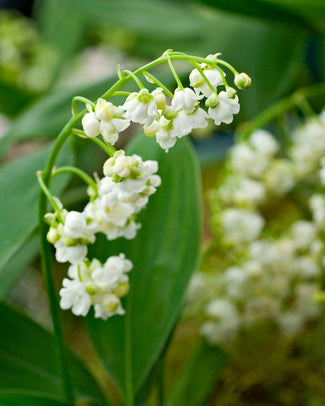 Convallaria majalis 'Prolificans'