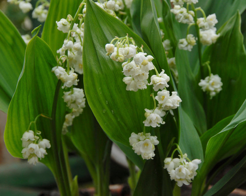 Convallaria 'Prolificans'