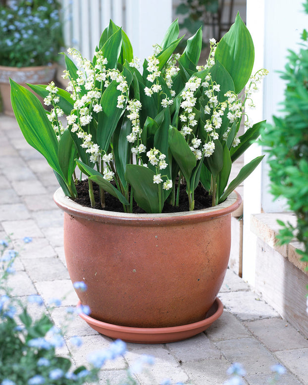 Convallaria 'Prolificans'