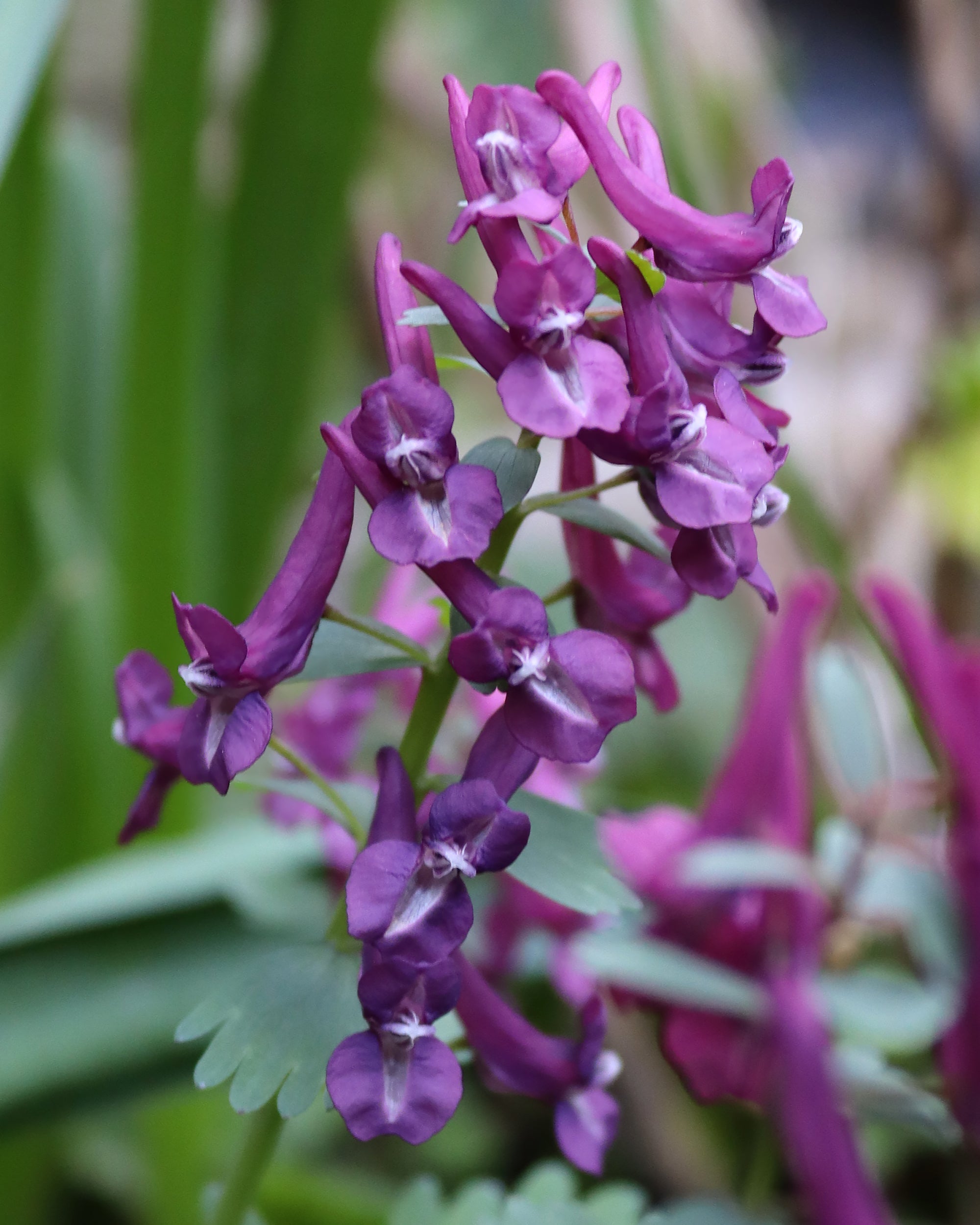 Corydalis Solida Purple Bird Bulbs Buy Bird In A Bush Online At corydalis-solida-purple-bird-bulbs-buy-bird-in-a-bush-online-at