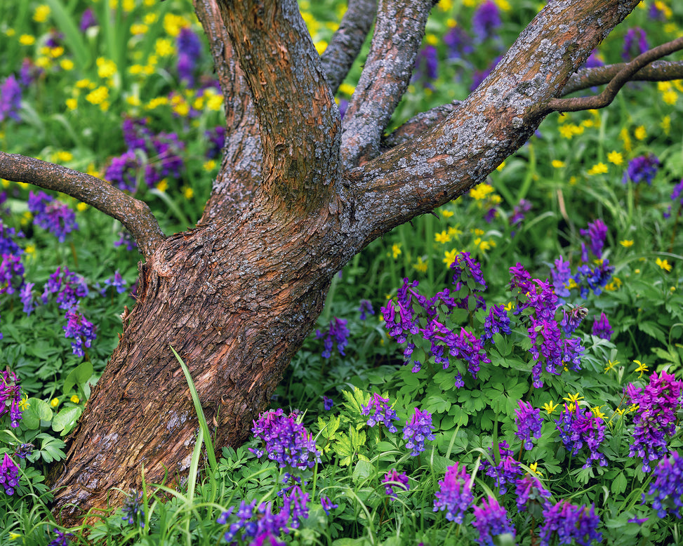 Corydalis 'Purple Bird'