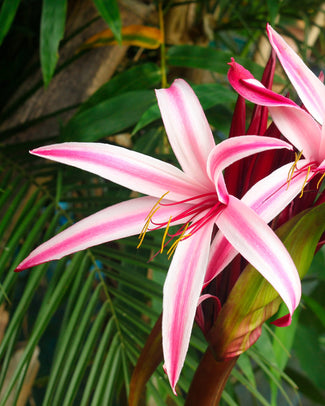 Crinum 'Cintho Alfa'