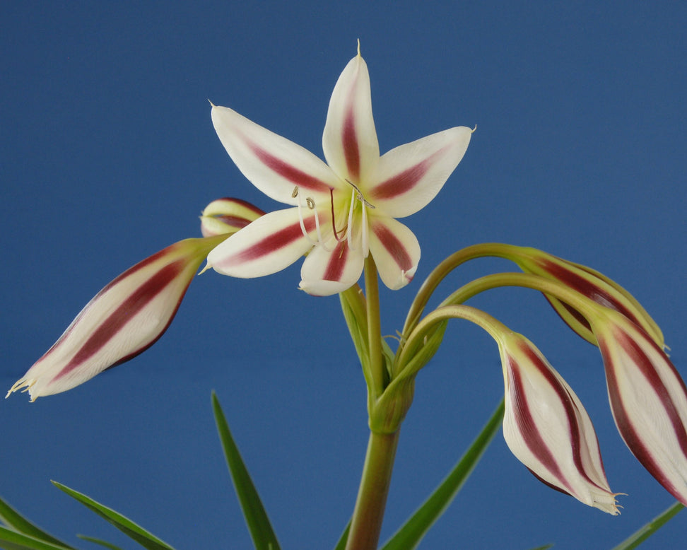 Crinum 'Cintho Alfa'