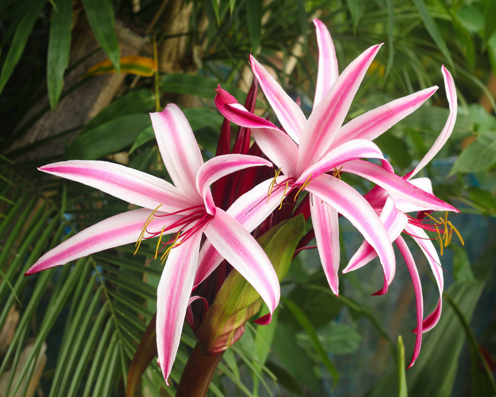Crinum 'Cintho Alfa'